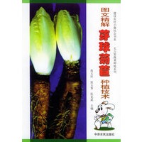 图文精解芽球菊苣种植技术——建设农村小康社会书系·无公害蔬菜种植系列