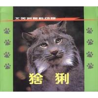 北美洲猫科动物:猞猁