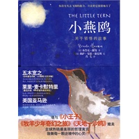 小燕鸥