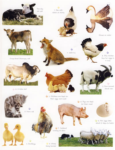 my sticker-farm animals 我的第一套贴纸-农场动物
