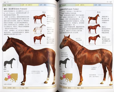 【雅轩书店】马:全世界100多种马匹的彩****鉴-自然珍藏图鉴丛-图书杂志-小说-中国当代小说 | 网购-拍拍网