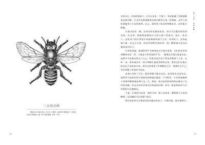 昆虫记(第3卷)石蜂的苦难(中国唯一一部全译插图本《昆虫记》)