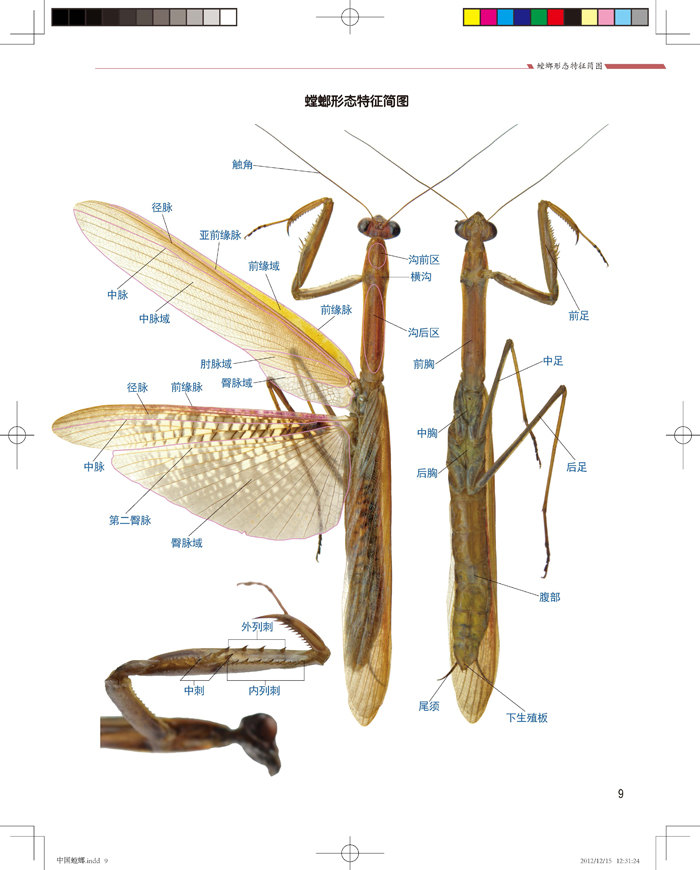 螳螂的解剖图图片