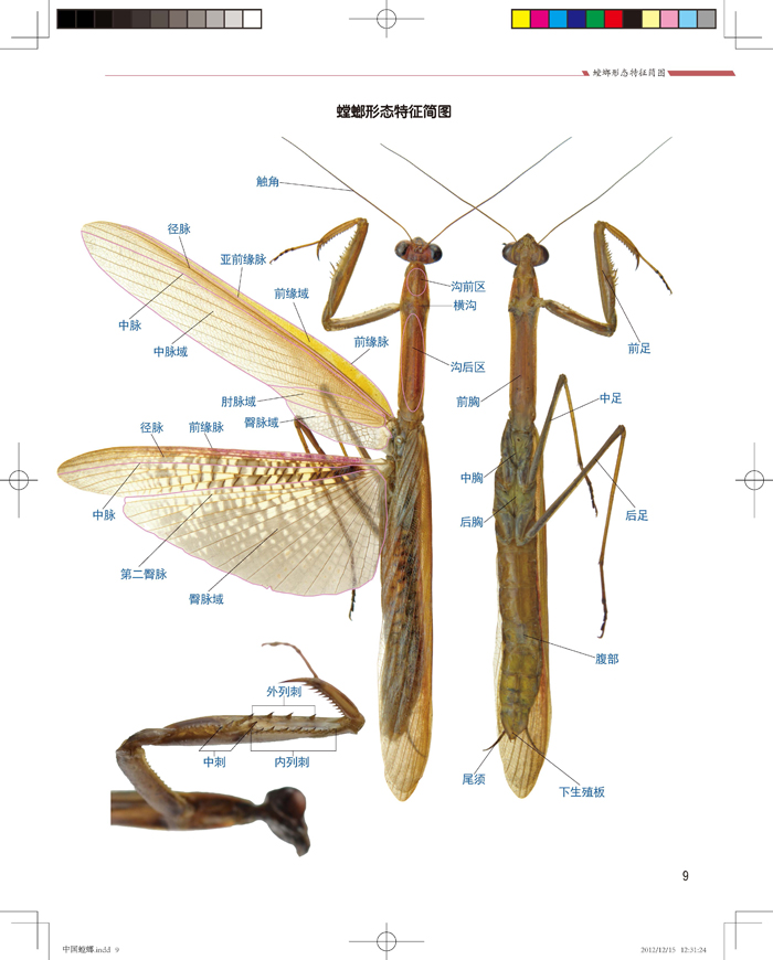螳螂各部位名称图解图片