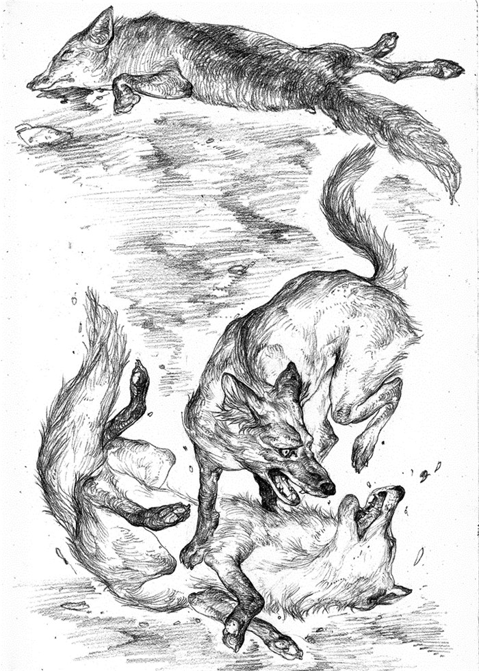 混血豺王(上)牛头梗霹雳火