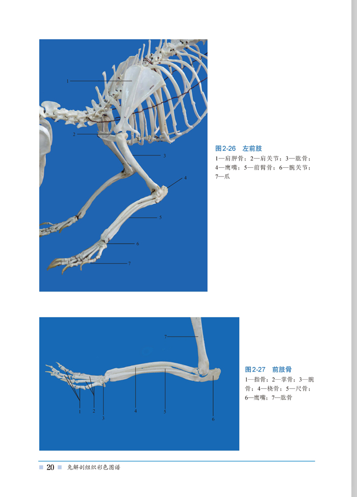 一,形态特征/1   二,兔健康判断/3   第二节运动系统/5   一,肌肉/5