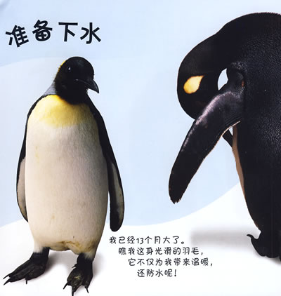 企鹅生长过程的图解图片