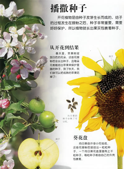 内容简介 美丽的花朵,神奇的森林和非凡的仙人掌!